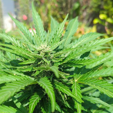 Royal Gorilla Automatic growlog timeline photo