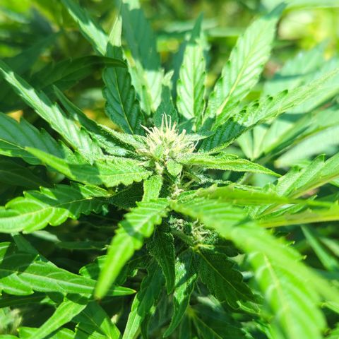 Royal Gorilla Automatic growlog timeline photo