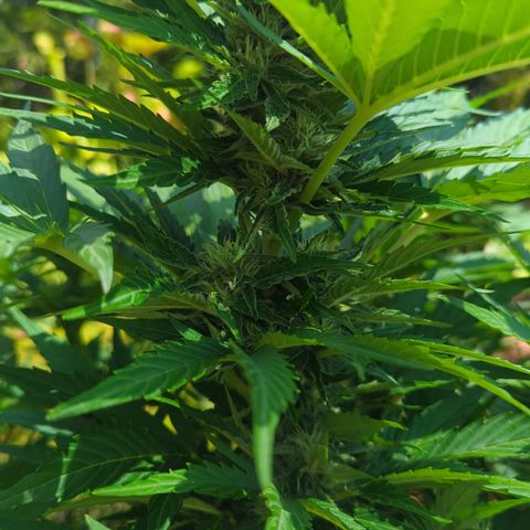 Royal Gorilla Automatic growlog timeline photo