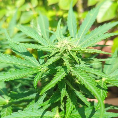 Amnesia Haze Automatic growlog timeline photo