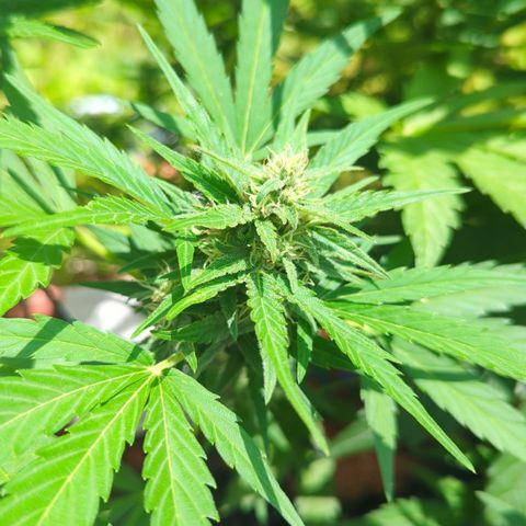 Green Gelato Automatic growlog timeline photo