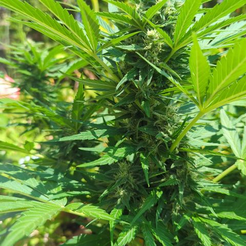 Green Gelato Automatic growlog timeline photo
