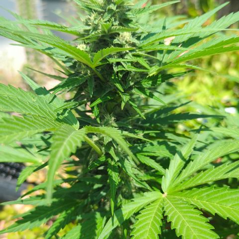 Green Gelato Automatic growlog timeline photo