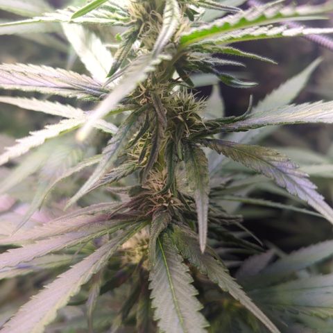Sweet ZZ growlog timeline photo