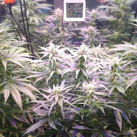 Sweet ZZ growlog timeline photo