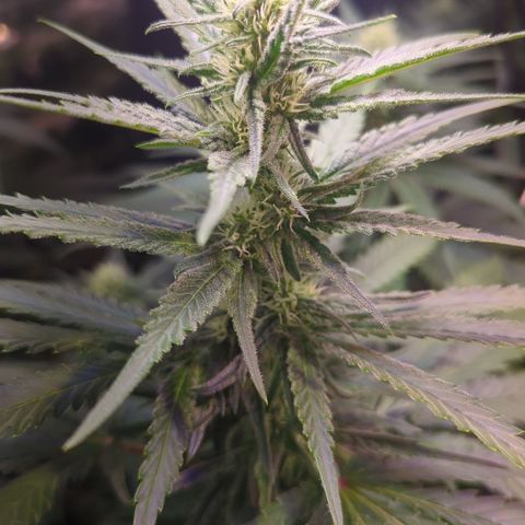 Sweet ZZ growlog timeline photo