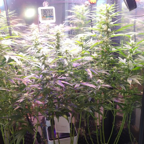 Sweet ZZ growlog timeline photo