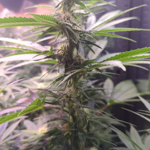 Sweet ZZ growlog timeline photo