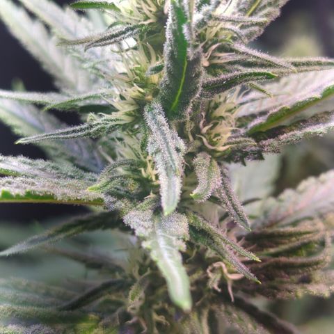 Sweet ZZ growlog timeline photo