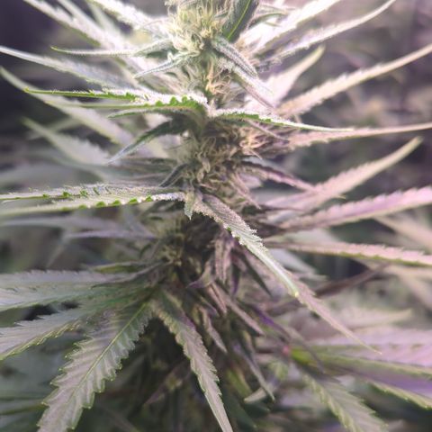Sweet ZZ growlog timeline photo