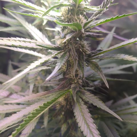 Sweet ZZ growlog timeline photo