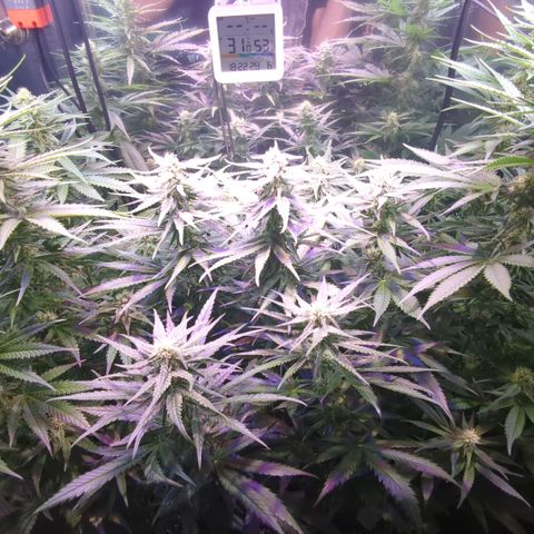 Sweet ZZ growlog timeline photo