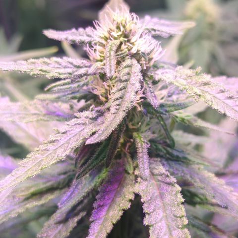 Sweet ZZ growlog timeline photo
