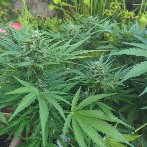 Green Gelato Automatic growlog timeline photo