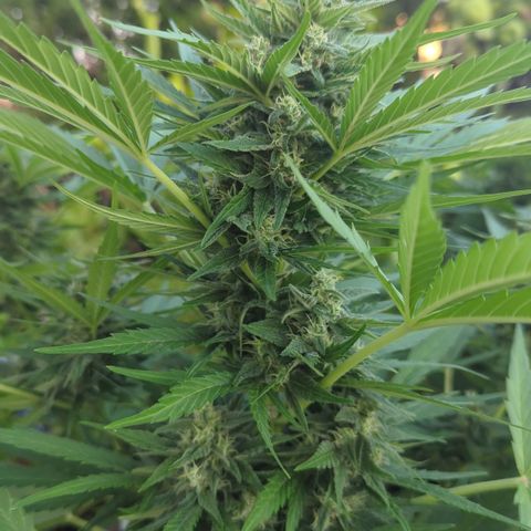 Green Gelato Automatic growlog timeline photo