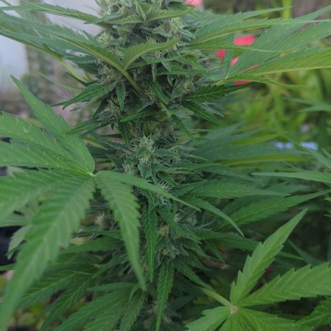 Green Gelato Automatic growlog timeline photo