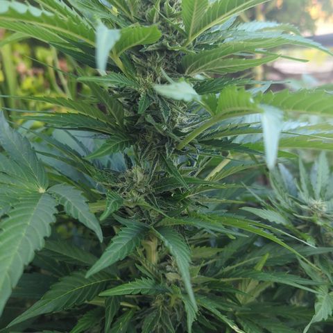 Royal Gorilla Automatic growlog timeline photo