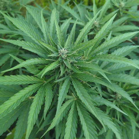 Royal Gorilla Automatic growlog timeline photo