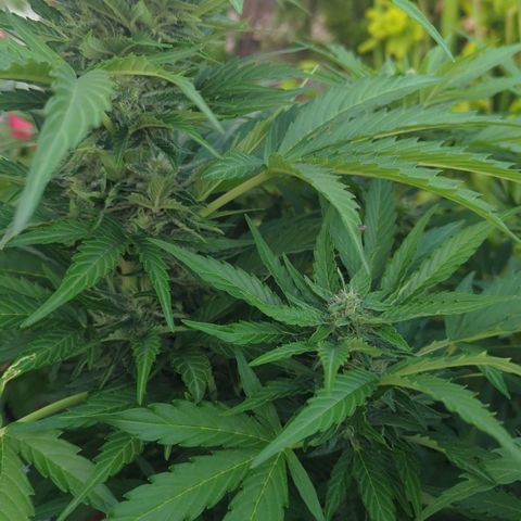 Royal Gorilla Automatic growlog timeline photo