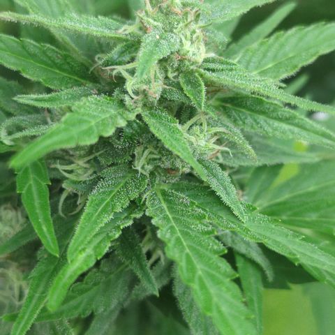 Green Gelato Automatic growlog timeline photo
