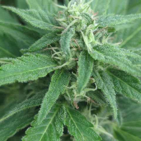 Green Gelato Automatic growlog timeline photo