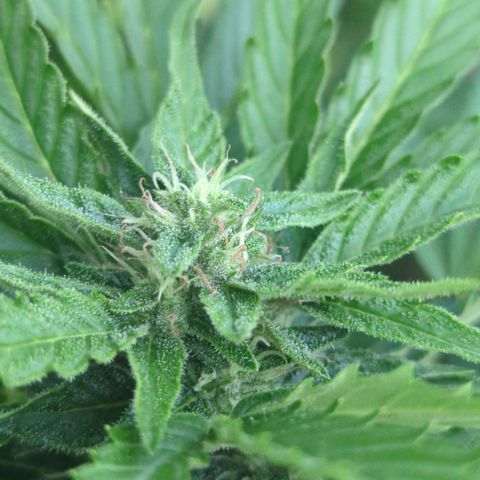 Royal Gorilla Automatic growlog timeline photo