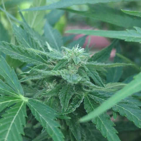 Amnesia Haze Automatic growlog timeline photo