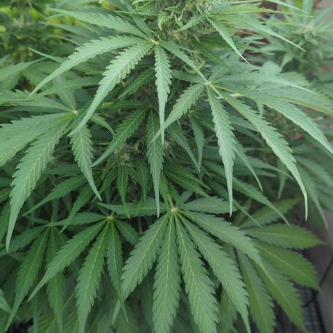 Amnesia Haze Automatic growlog timeline photo