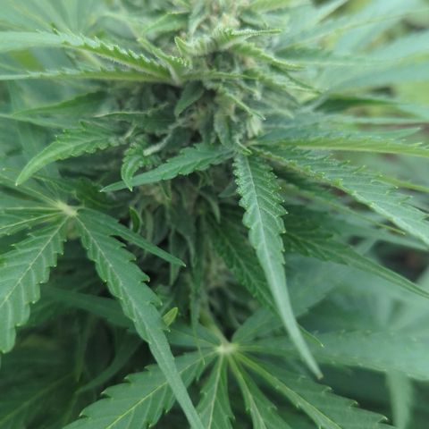 Amnesia Haze Automatic growlog timeline photo