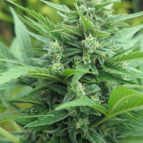 Green Gelato Automatic growlog timeline photo