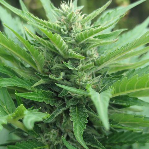 Royal Gorilla Automatic growlog timeline photo