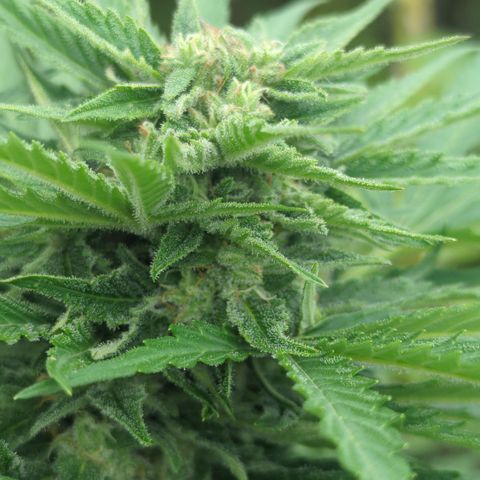 Amnesia Haze Automatic growlog timeline photo