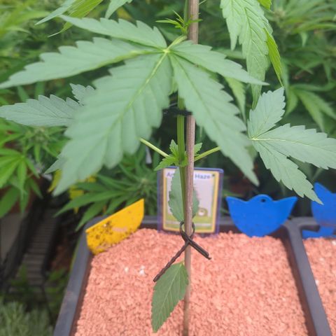 Amnesia Haze Automatic II growlog timeline photo