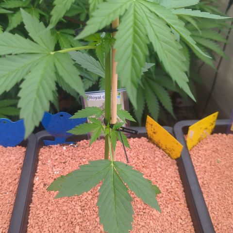 Royal Gorilla Automatic II growlog timeline photo