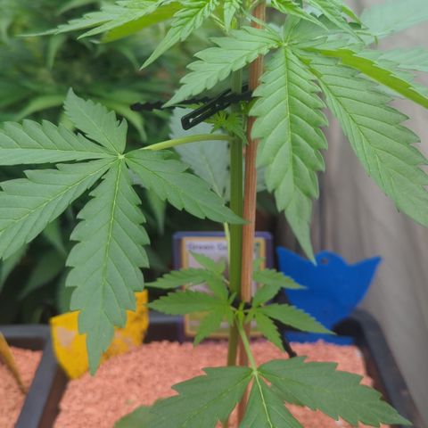 Green Gelato Automatic II growlog timeline photo