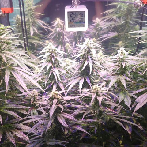 Sweet ZZ growlog timeline photo