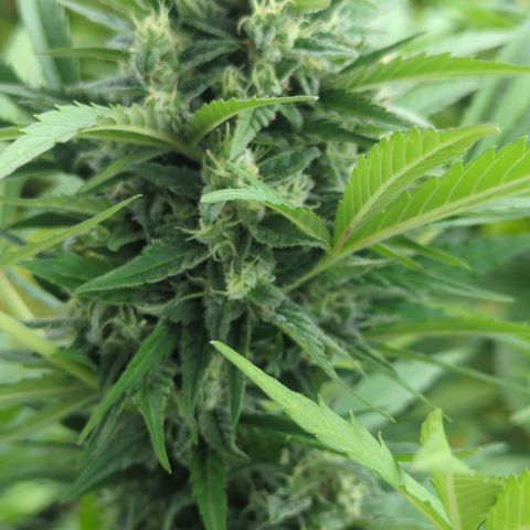 Green Gelato Automatic growlog timeline photo