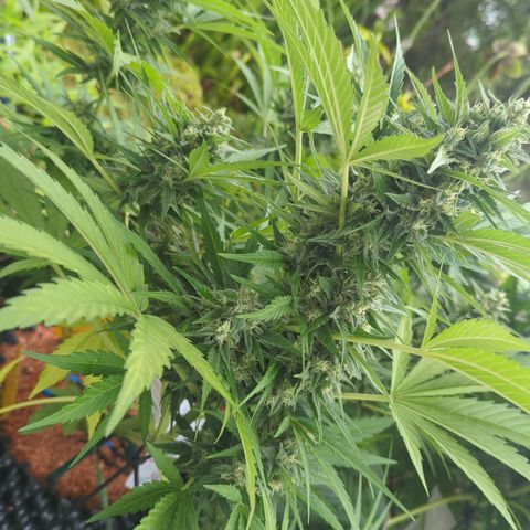 Green Gelato Automatic growlog timeline photo