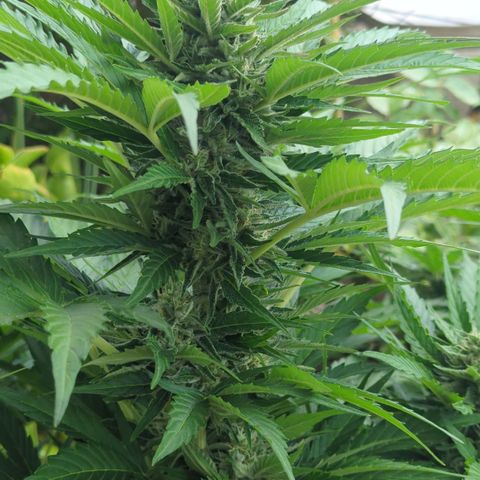 Royal Gorilla Automatic growlog timeline photo