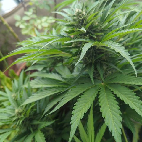 Royal Gorilla Automatic growlog timeline photo