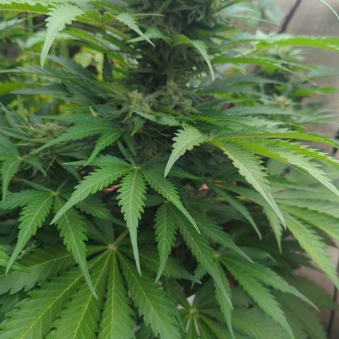 Amnesia Haze Automatic growlog timeline photo