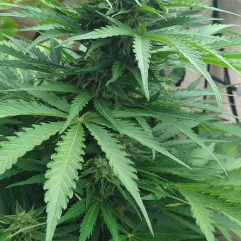 Amnesia Haze Automatic growlog timeline photo