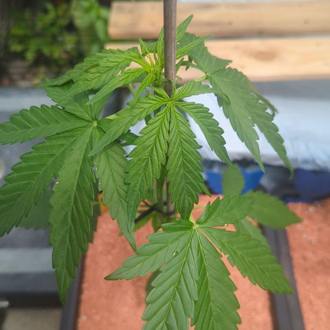 Amnesia Haze Automatic II growlog timeline photo