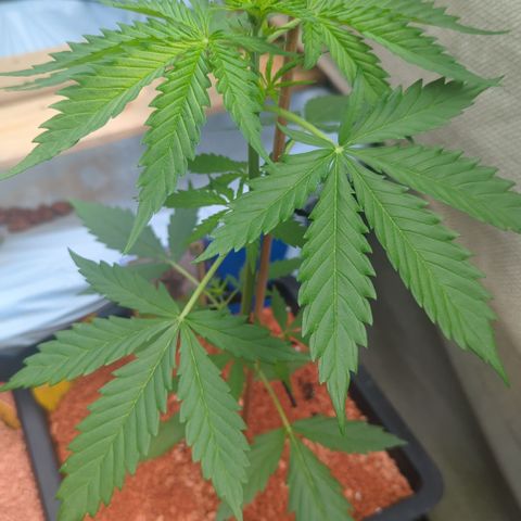 Green Gelato Automatic II growlog timeline photo