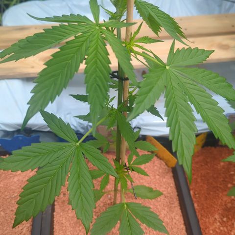 Royal Gorilla Automatic II growlog timeline photo