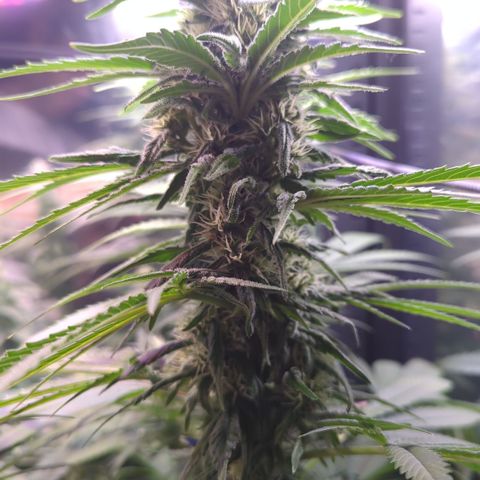 Sweet ZZ growlog timeline photo