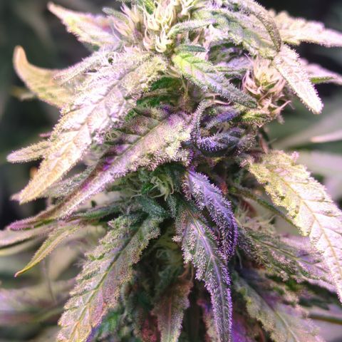 Sweet ZZ growlog timeline photo