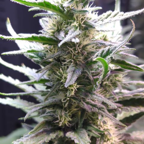 Sweet ZZ growlog timeline photo