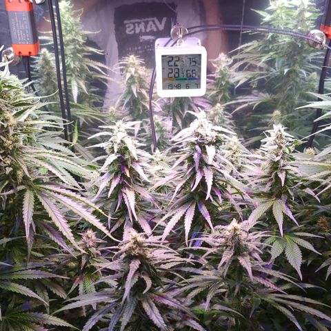 Sweet ZZ growlog timeline photo
