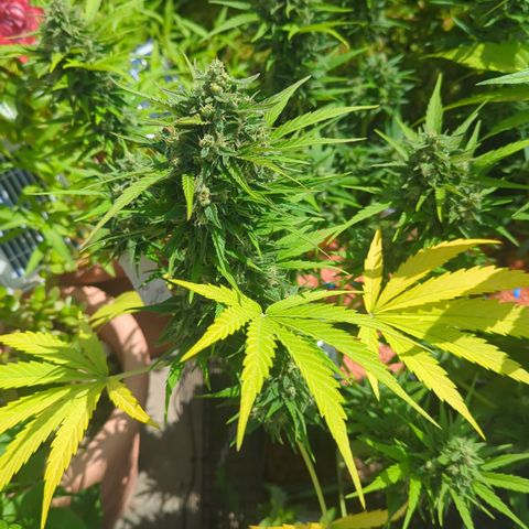 Green Gelato Automatic growlog timeline photo